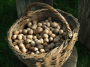 Nuts in a hand basket, From ImagesAttr