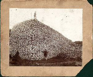 A mountain of buffalo skulls-- with two douchebags proudly showing their hunting prowess off. If you Don't see these men as sick jerks, you have a problem.