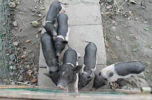 Micro-pigs image from flickr (not the chinese ones)