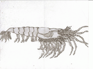 Krill