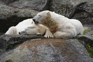 napping polar bears, From FlickrPhotos