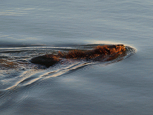 Beaver, From ImagesAttr