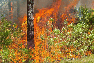 A Prescribed Fire In Florida, From ImagesAttr