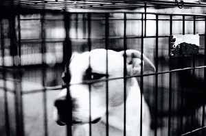 There are too many countries with deep cultural ties to animal cruelty. When a culture of cruelty is allowed to thrive it harms everyone. There are too many countries with deep cultural ties to animal cruelty. When a culture of cruelty is allowed to thrive it harms everyone.