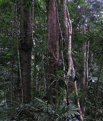 Rainforest, From ImagesAttr