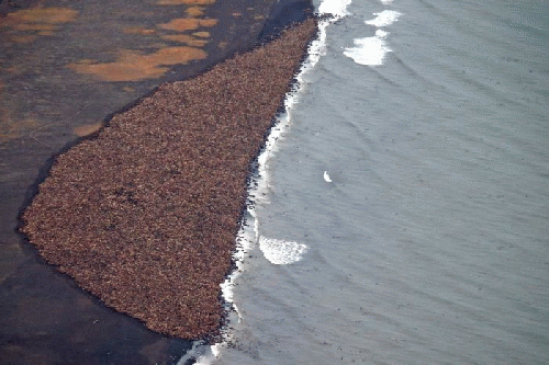 The week of Obama's visit: 35,000 walruses haul out onto an Alaskan beach due to missing sea ice., From ImagesAttr