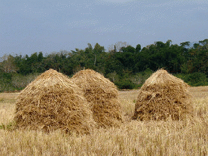 Haystacks