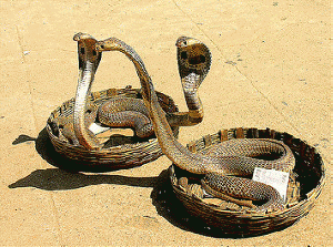 cobras, From FlickrPhotos