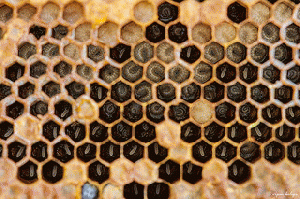 Stages of development - Dwarf Honey bee