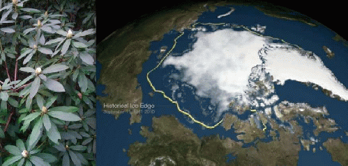 Author's rhododendrons booming in Dec., and Arctic sea ice melt, From ImagesAttr