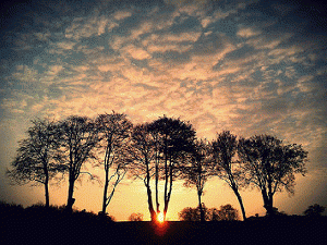 Group of Trees at Sunset, From FlickrPhotos