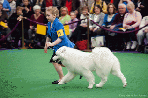 2013 Westminster Kennel Club Dog Show
