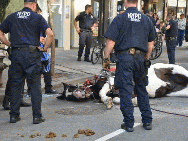 One of many accidents involving horse drawn carriages in NYC, From ImagesAttr