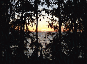 A beautiful river in Florida, the state's longest, and one of the most unique rivers in the U.S.A., is now under seige by greed and corruption.