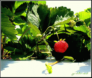 Organic Strawberry