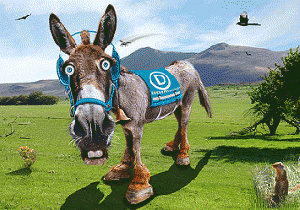 Democratic Donkey
