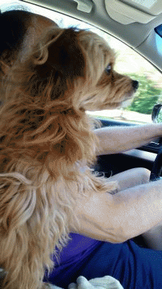 When Dogs Drive, We Fly, From ImagesAttr