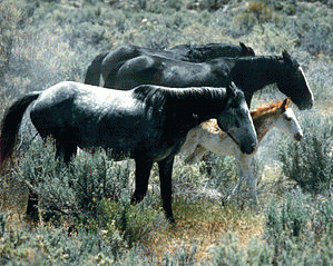 Herd of wild horses, From GoogleImages