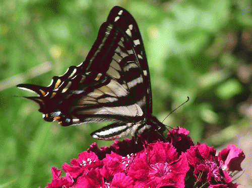 Pale Swallowtail Butterfly, From ImagesAttr
