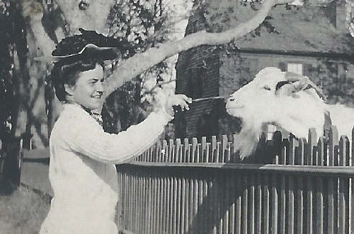 Cornelia Gracie Henshaw poking a cow with a stick in Bellport, Long Island, 1890s., From ImagesAttr