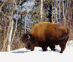 Bison