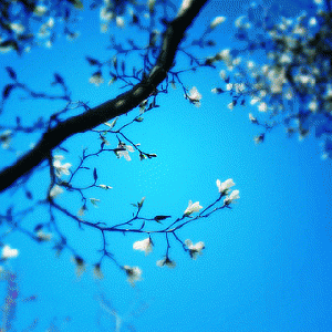 Happy first day of Spring and International Day of Happiness to all, From FlickrPhotos