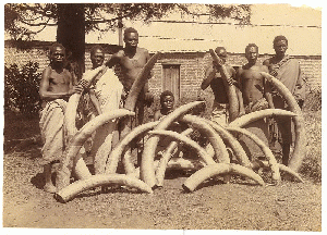 Ivory for exportation Ivory for exportation