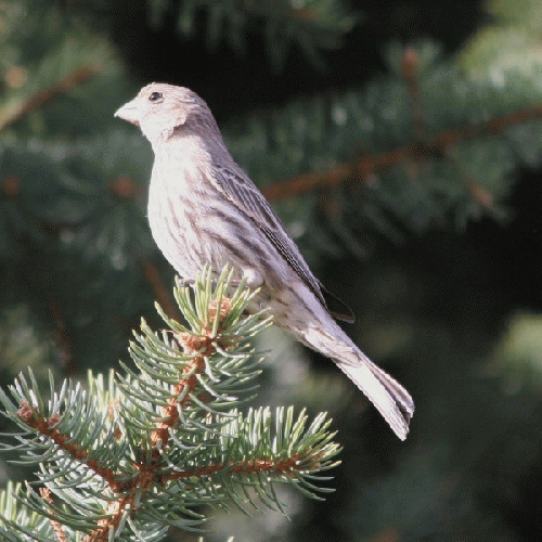 Female House Finch Bird