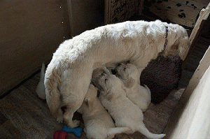 Mother dog Feeding pups