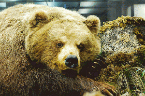 Russian Bear, From FlickrPhotos