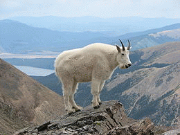 Mountain Goat in the Rockies, From ImagesAttr