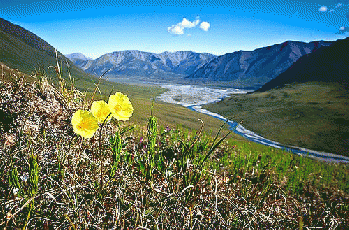 Arctic Refuge