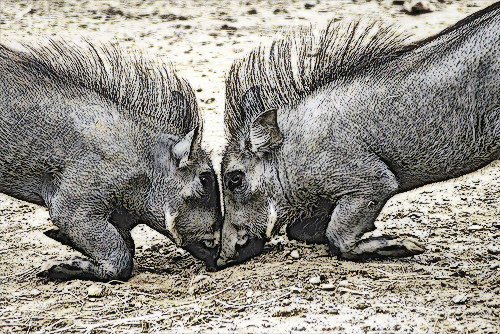 Warthogs Fighting, From ImagesAttr