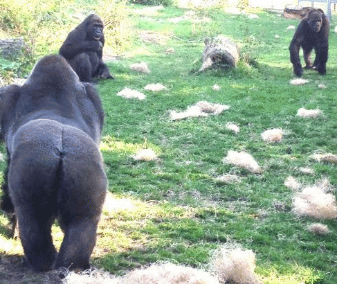 Gorillas