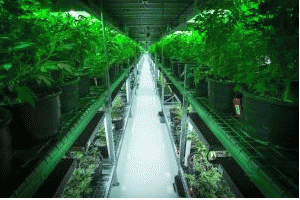 Cannabis in cultivation at Medicine Man facility