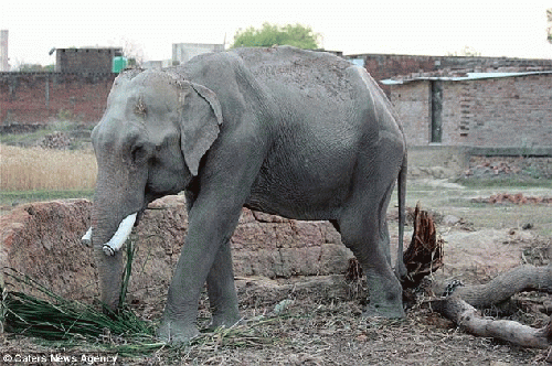 Mohan, From ImagesAttr