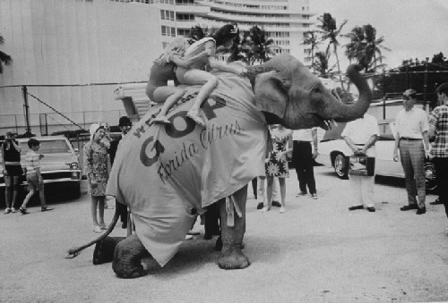 Riding High in Miami - Scene from 1968 Republican National Convention, From ImagesAttr