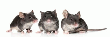 Elife - Transient rapamycin treatment can increase lifespan and healthspan in middle-aged mice. Elife - Transient rapamycin treatment can increase lifespan and healthspan in middle-aged mice.