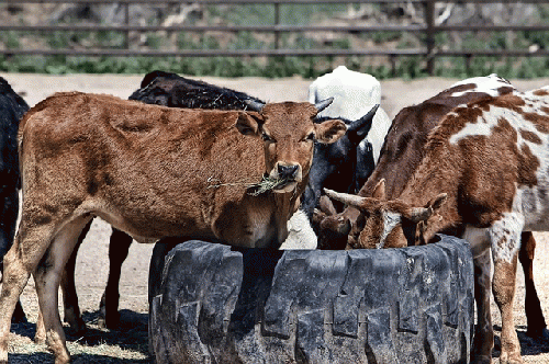 cows are sacred to millions of Hindus, From ImagesAttr