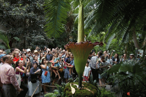 The sweet stench of success. The corpse flower in New York.