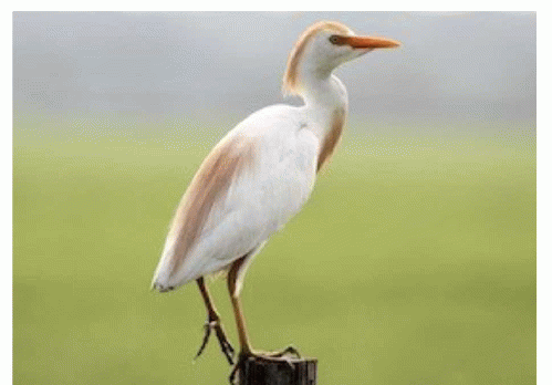 Our Tax Dollars Are Used to Kill Birds Like This Cattle Egret