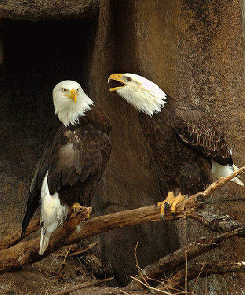 Eagles having a democratic conversation about reform., From FlickrPhotos