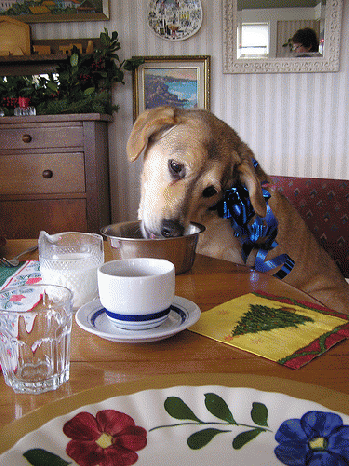dog's christmas breakfast