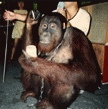 An orangutan owned by small-time mafia at a Taiwan night market, From ImagesAttr