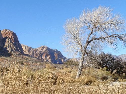 Red Rock Canyon area