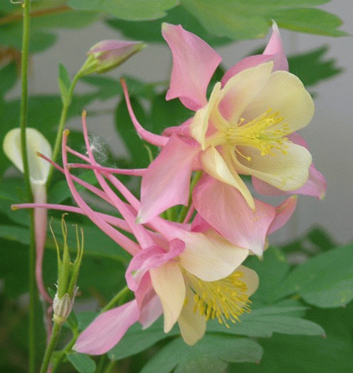 Columbine