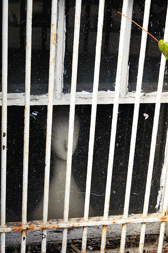 Mannequin prison until real US war criminals jailed, From FlickrPhotos