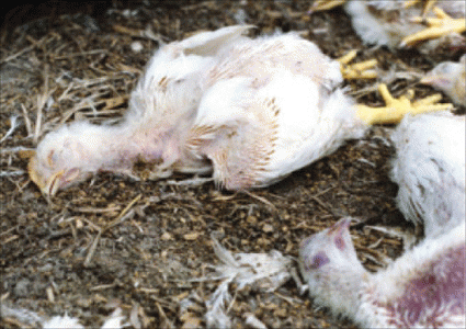 Chickens trashed outside a Perdue chicken house in Maryland.  Photo by Garett Seivold.