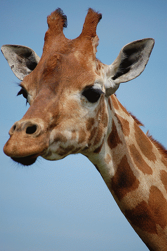 Giraffe!, From FlickrPhotos