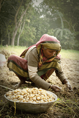 A woman labour works on a potato field (Photo: Palash)